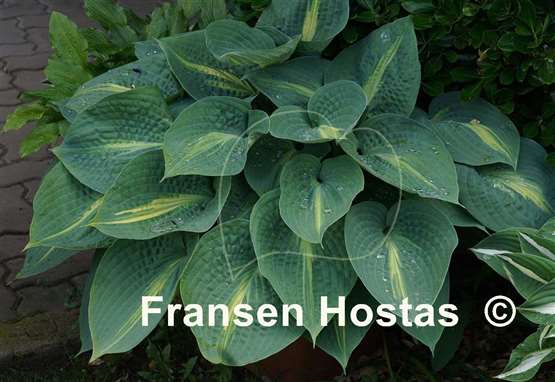 Hosta Lakeside Beach Captain